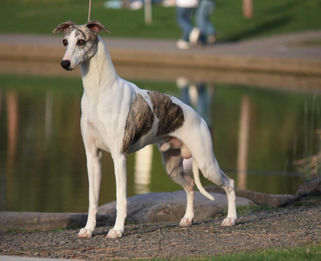 best whippet breeder in the usa