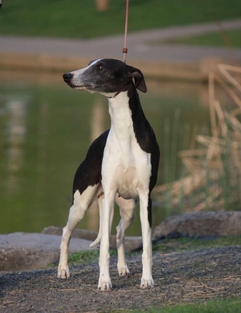 best whippet breeder in the usa