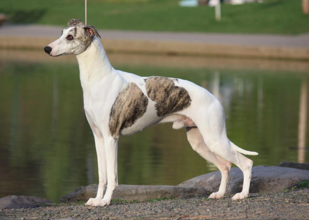 best whippet breeder in the usa