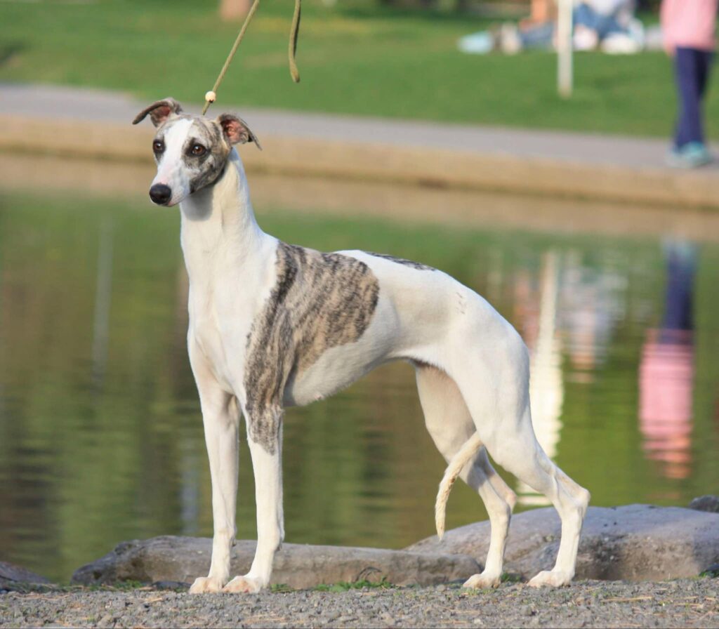 best whippet breeder in the usa