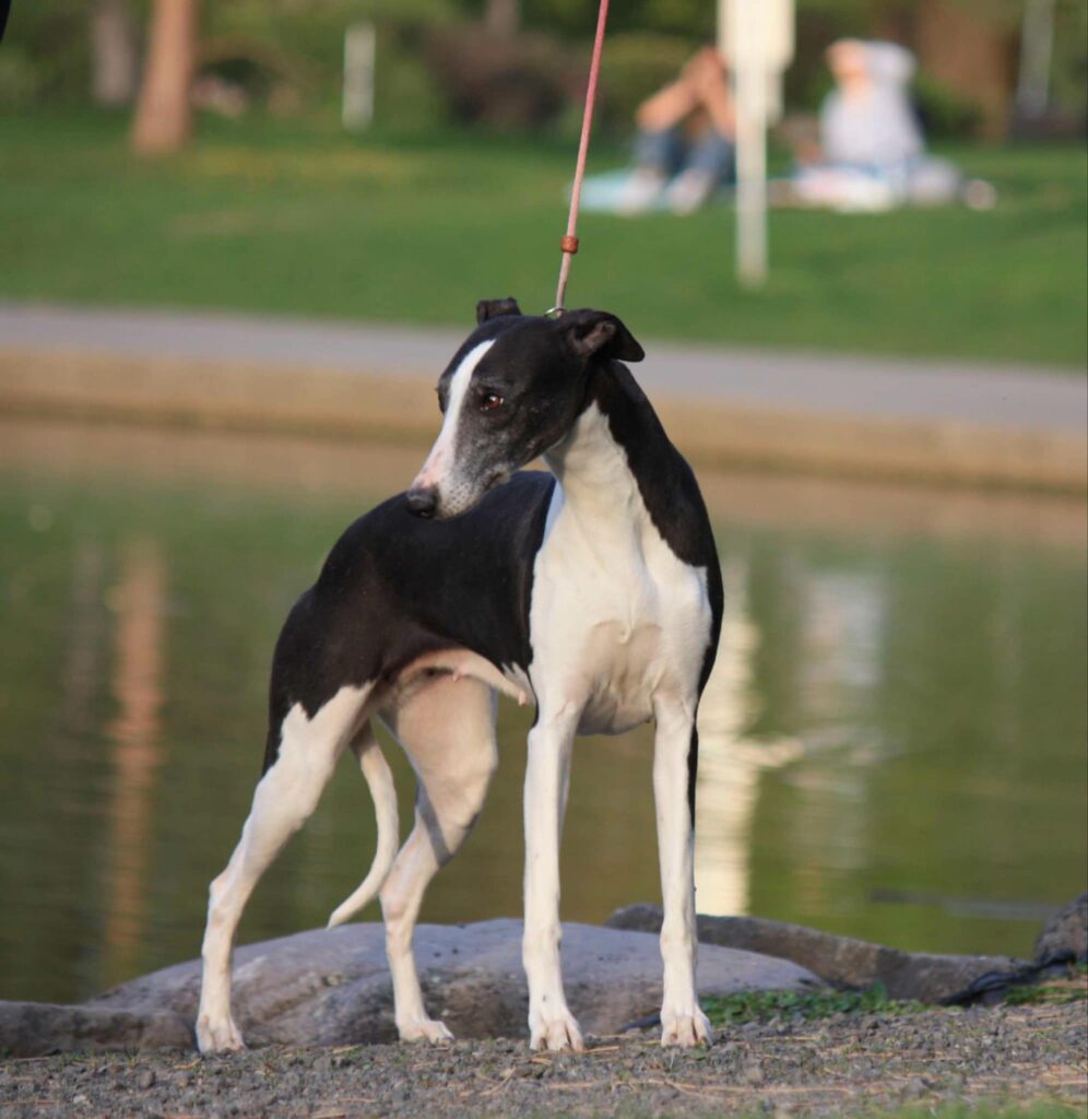 best whippet breeder in the usa