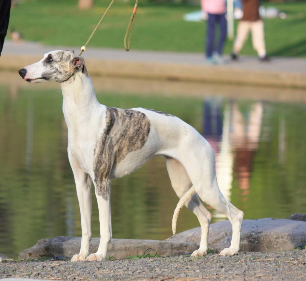 best whippet breeder in the usa