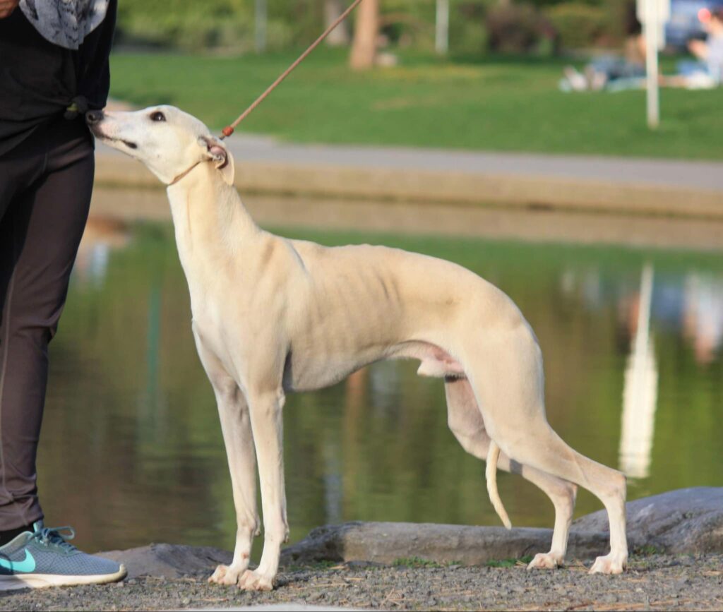 best whippet breeder in the usa