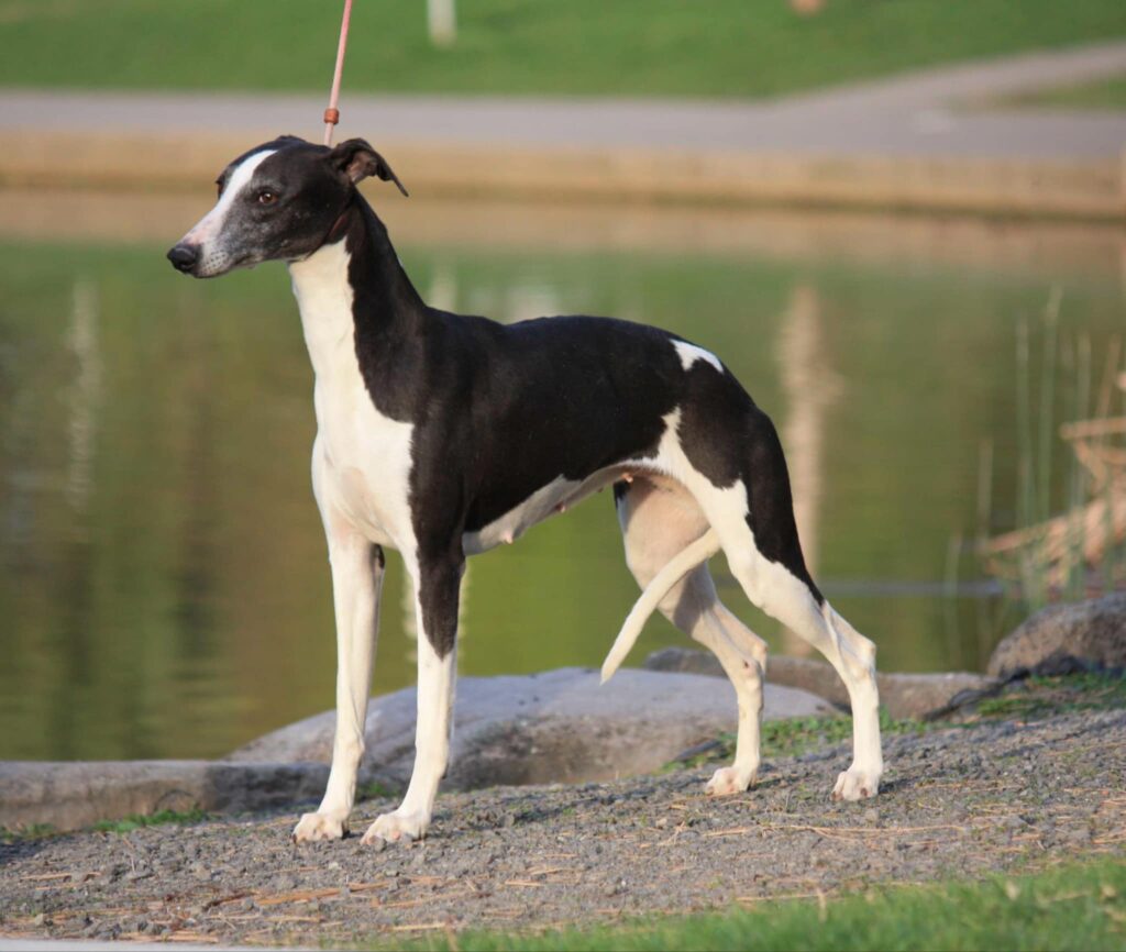 best whippet breeder in the usa