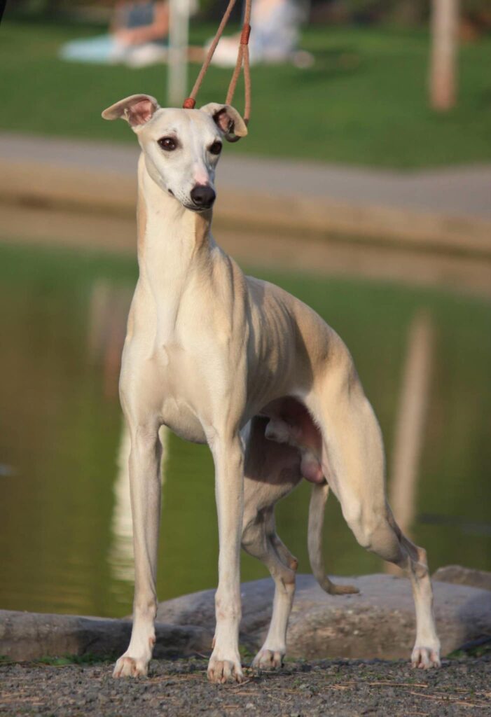 best whippet breeder in the usa