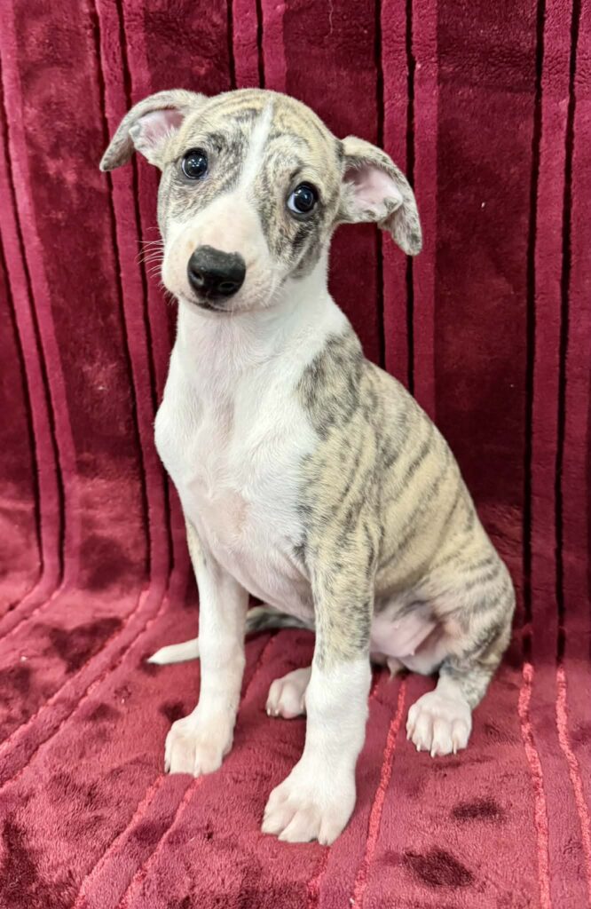 akc whippet puppies for sale