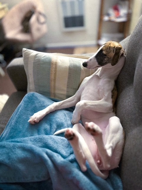 whippets for sale in the PNW