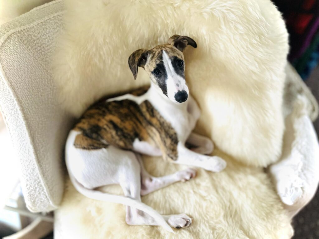 whippets for sale in the PNW
