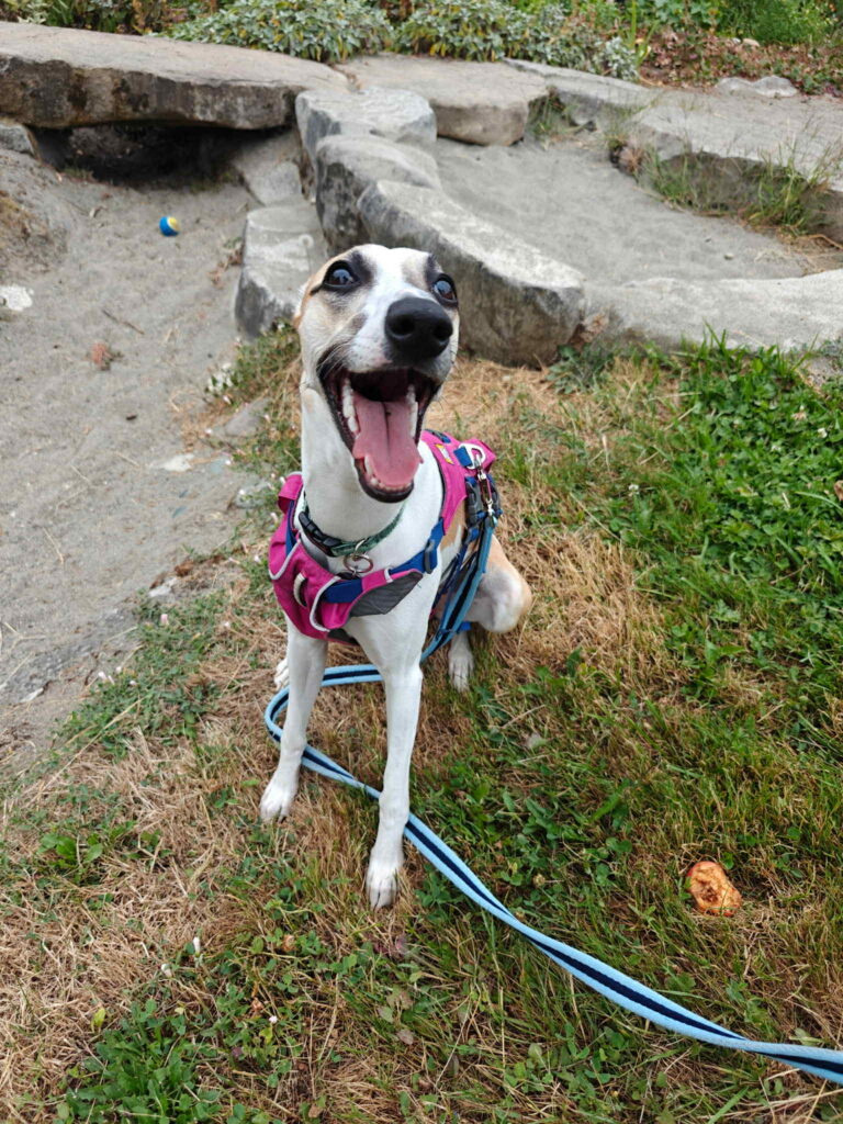 whippets for sale in the PNW