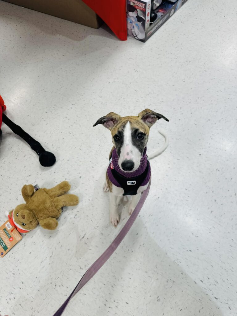 whippets for sale in the PNW