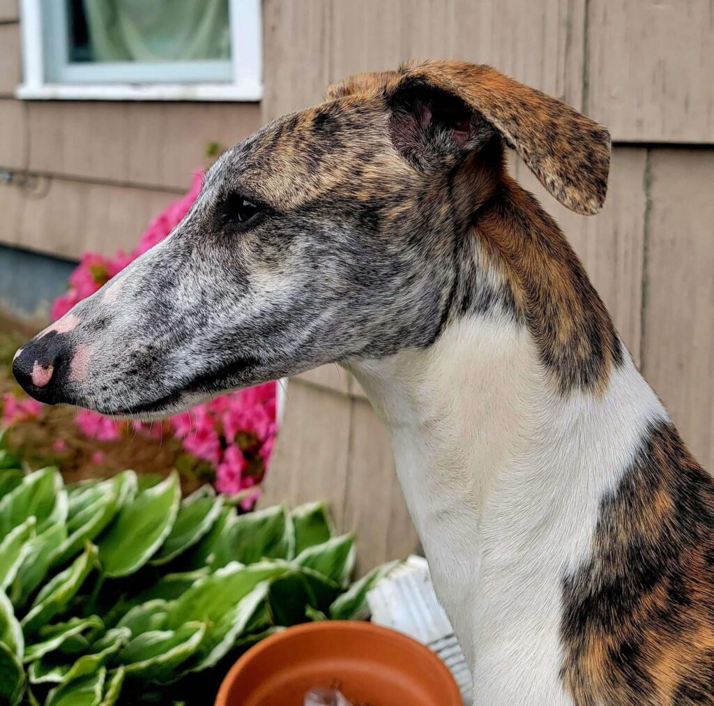 whippets for sale in the PNW