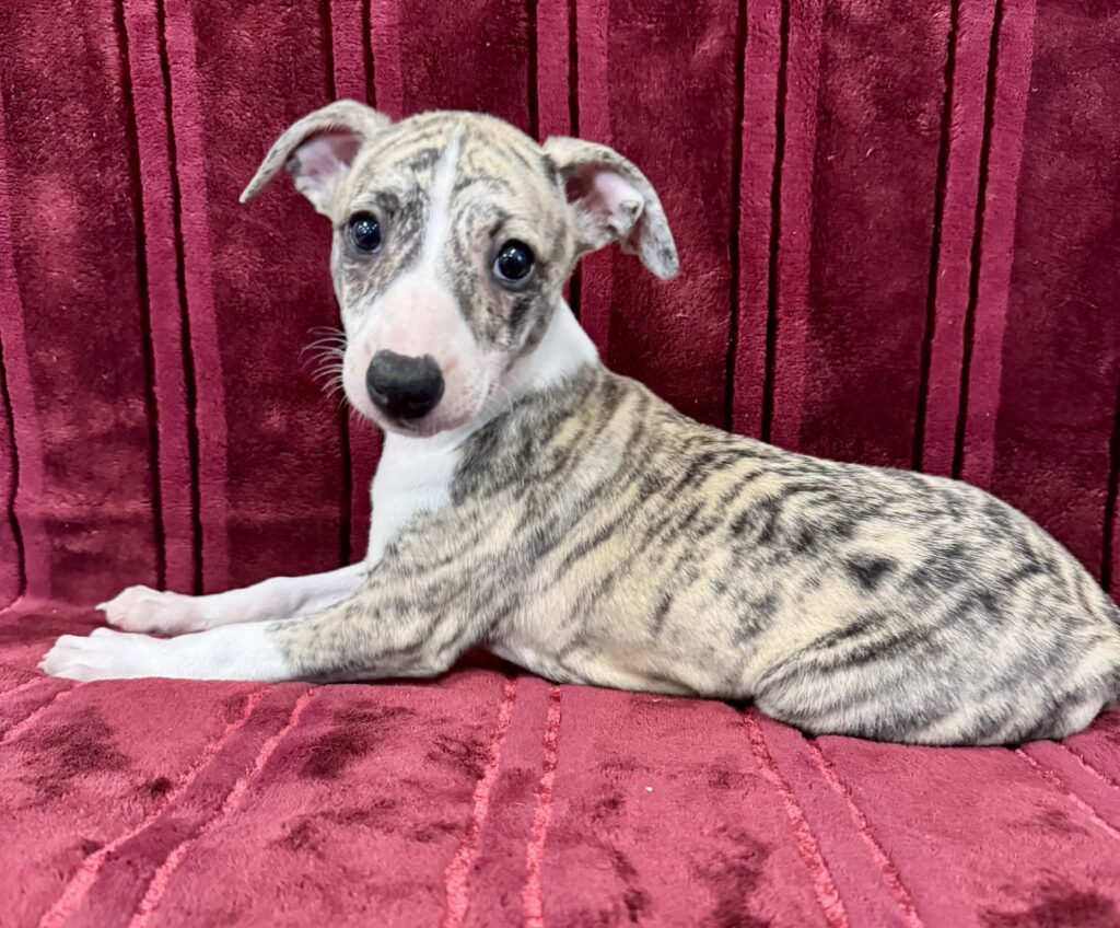 akc whippet puppies for sale