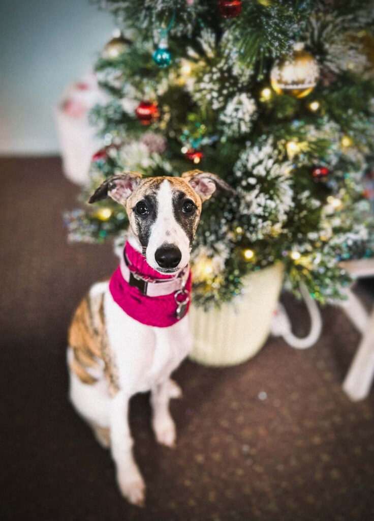 whippets for sale in the PNW
