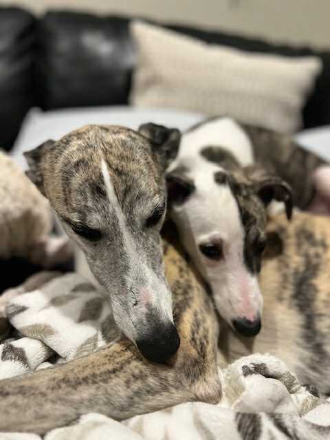 whippets for sale in the PNW