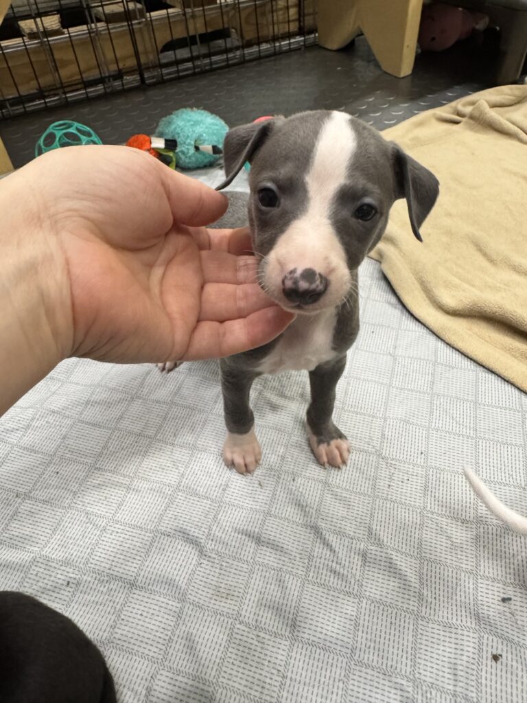 blue whippet puppies for sale