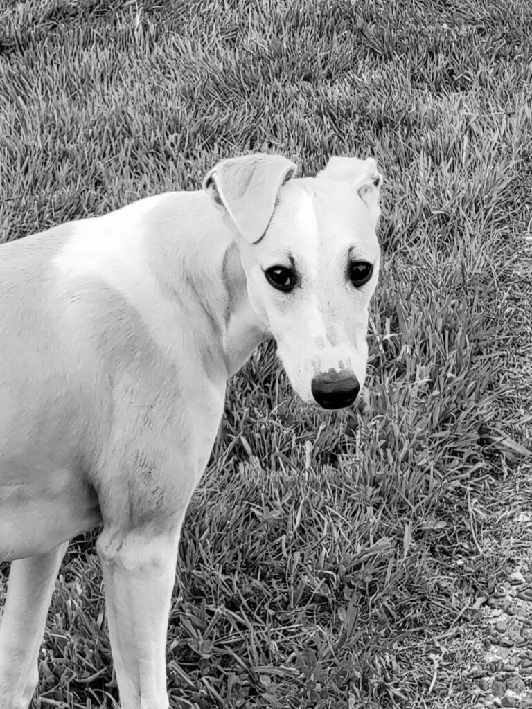 whippets for sale in the PNW