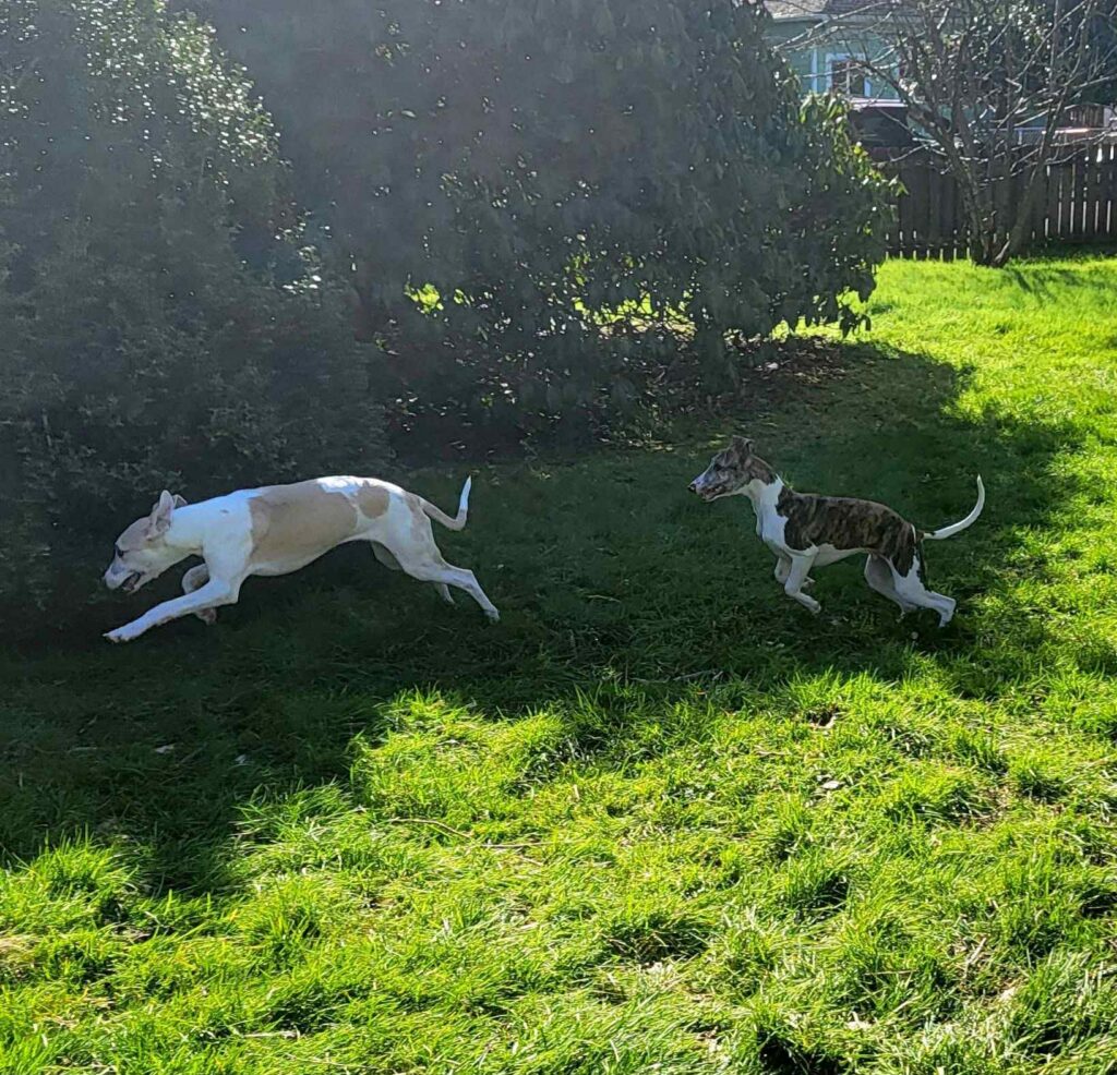 whippets for sale in the PNW