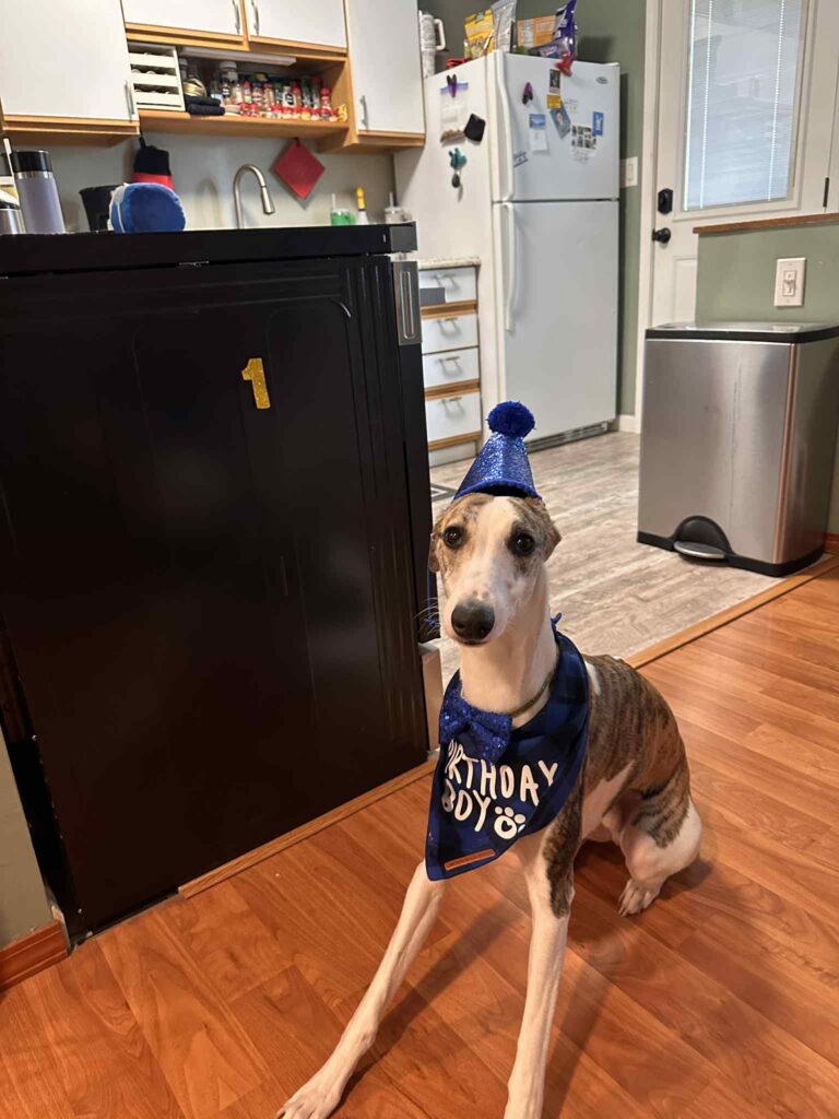 whippets for sale in the PNW