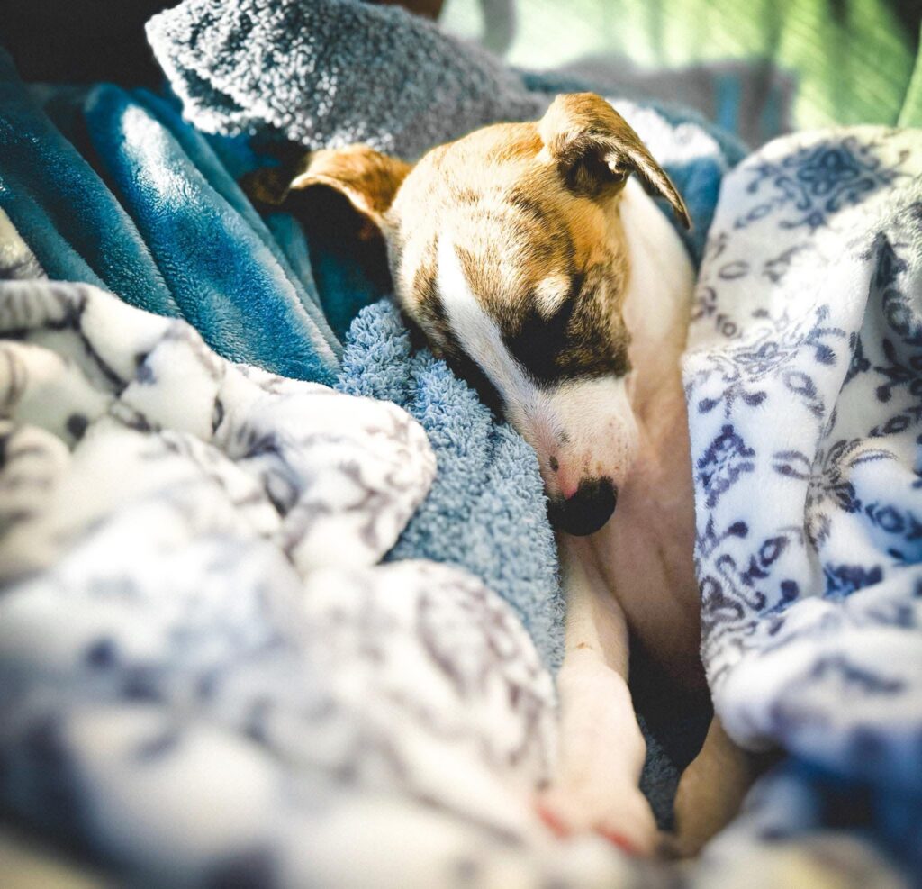 best whippet breeder in the pacific north west