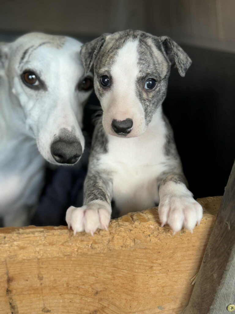 whippets for sale in the PNW