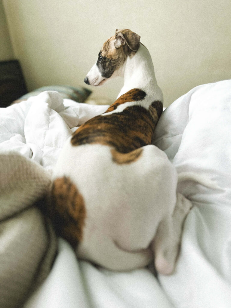 best whippet breeder in the pacific north west