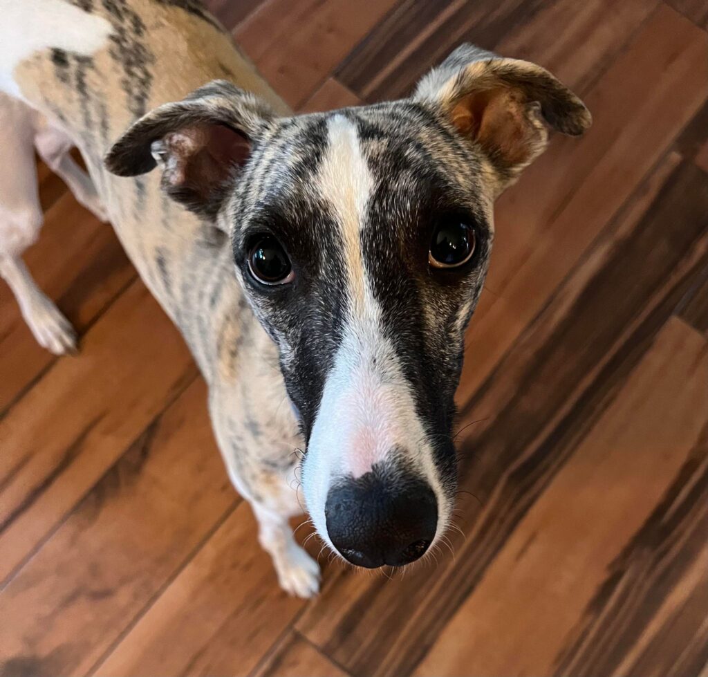 akc whippet puppies for sale