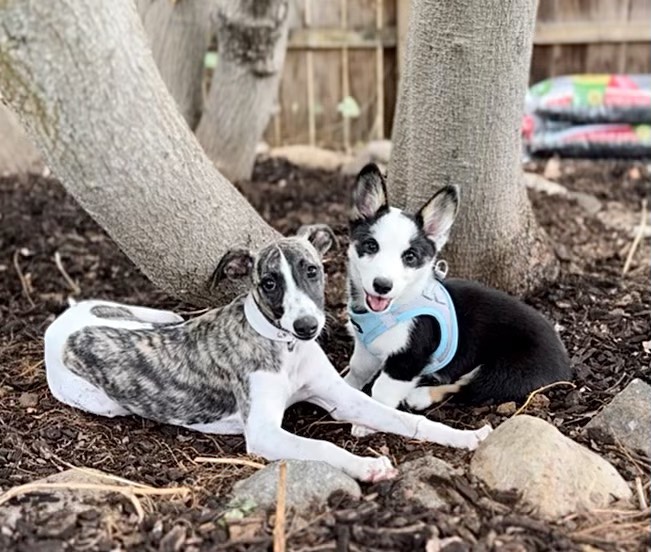 akc whippet puppies for sale