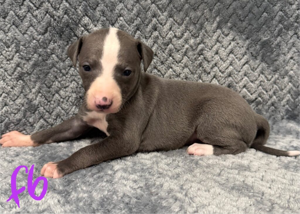 blue whippet puppies for sale