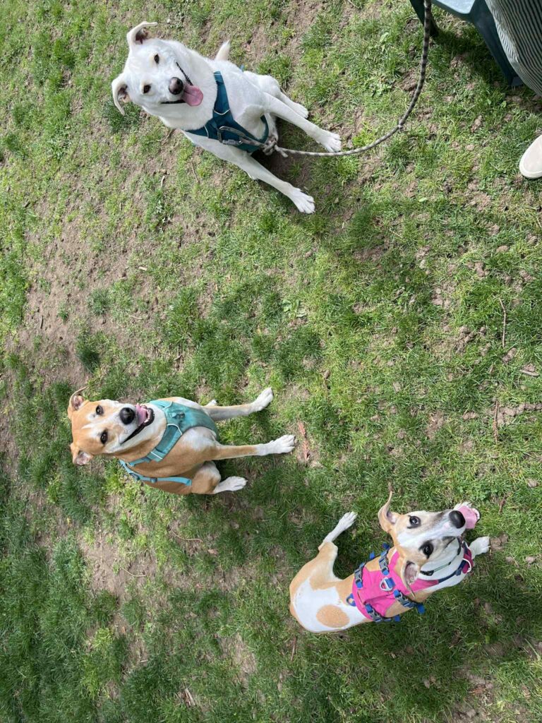 whippets for sale in the PNW