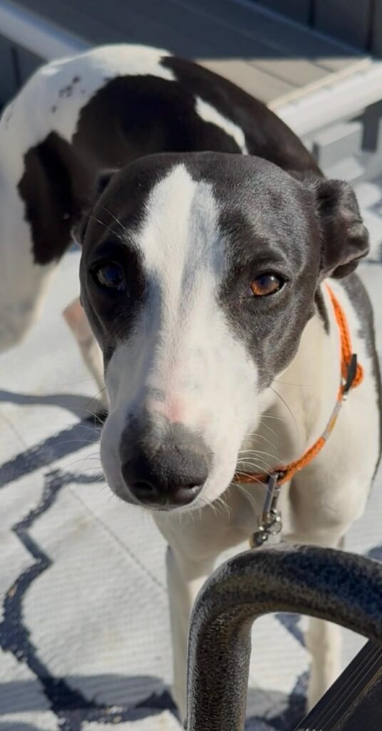 akc whippet puppies for sale