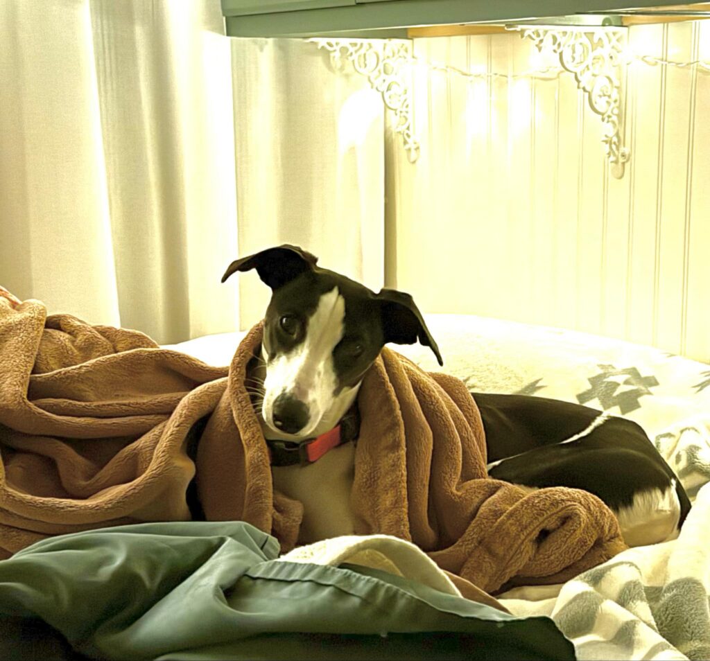 whippets for sale in the PNW