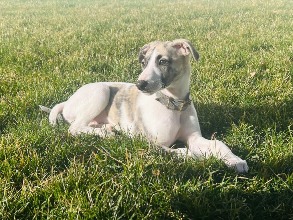 akc whippet puppies for sale