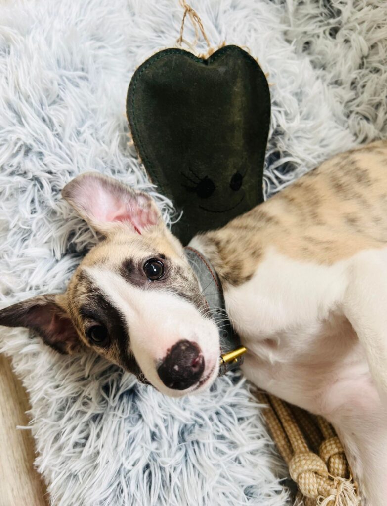 akc whippet puppies for sale