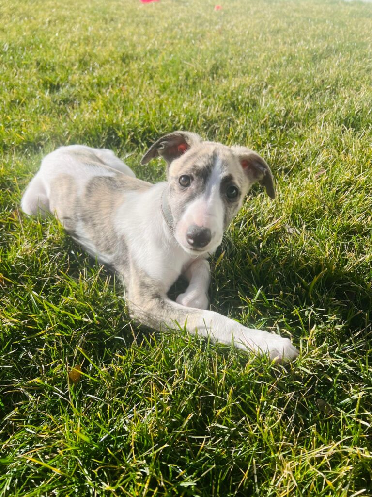 akc whippet puppies for sale
