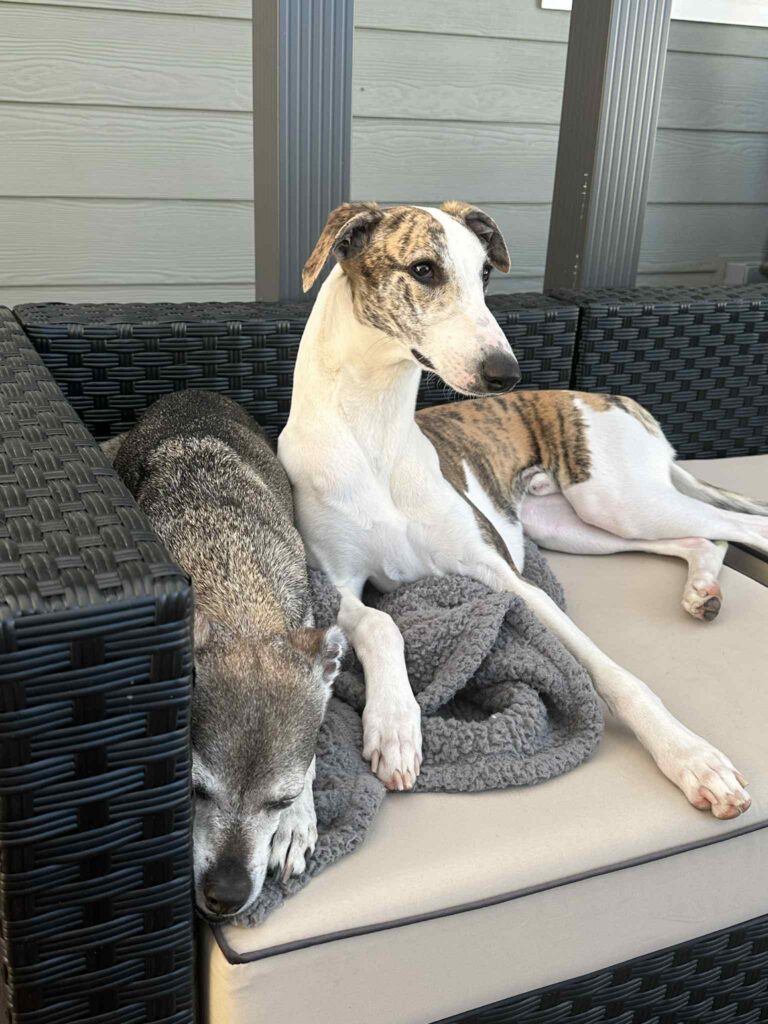 best whippet breeder in the pacific north west