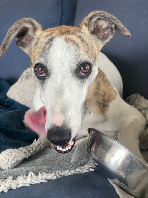 akc whippet puppies for sale