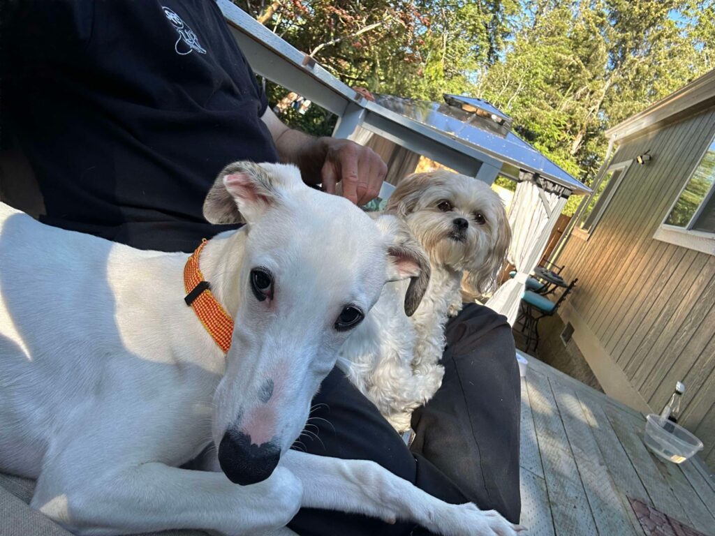 akc whippet puppies for sale