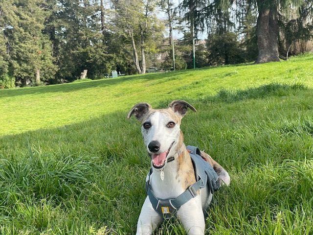 akc whippet puppies for sale