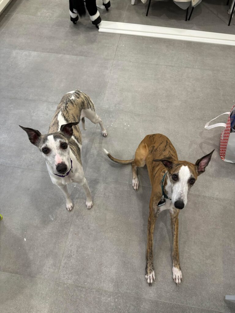 akc whippet puppies for sale