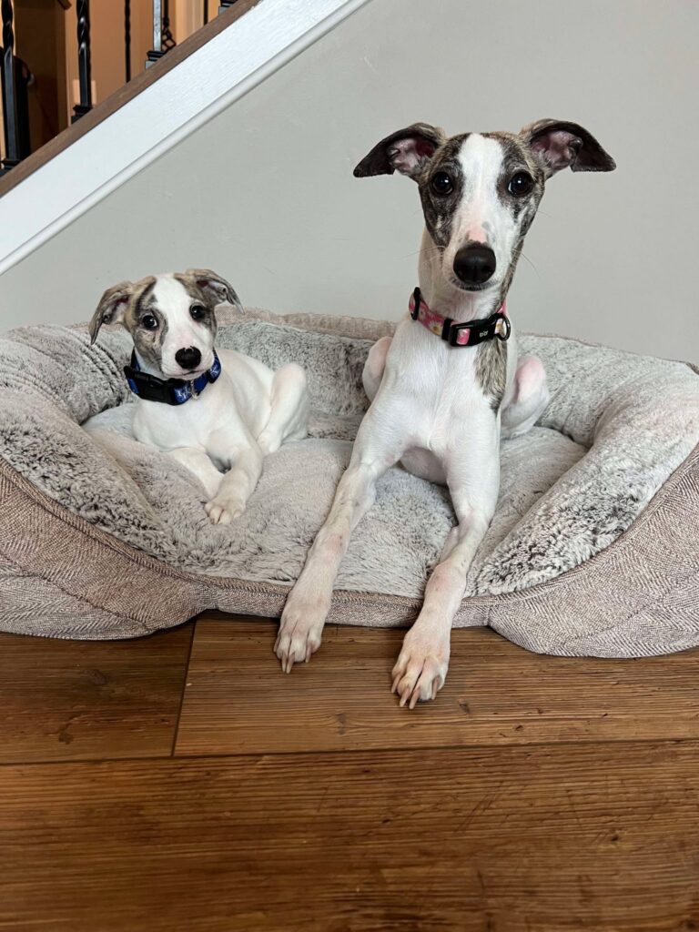akc whippet puppies for sale