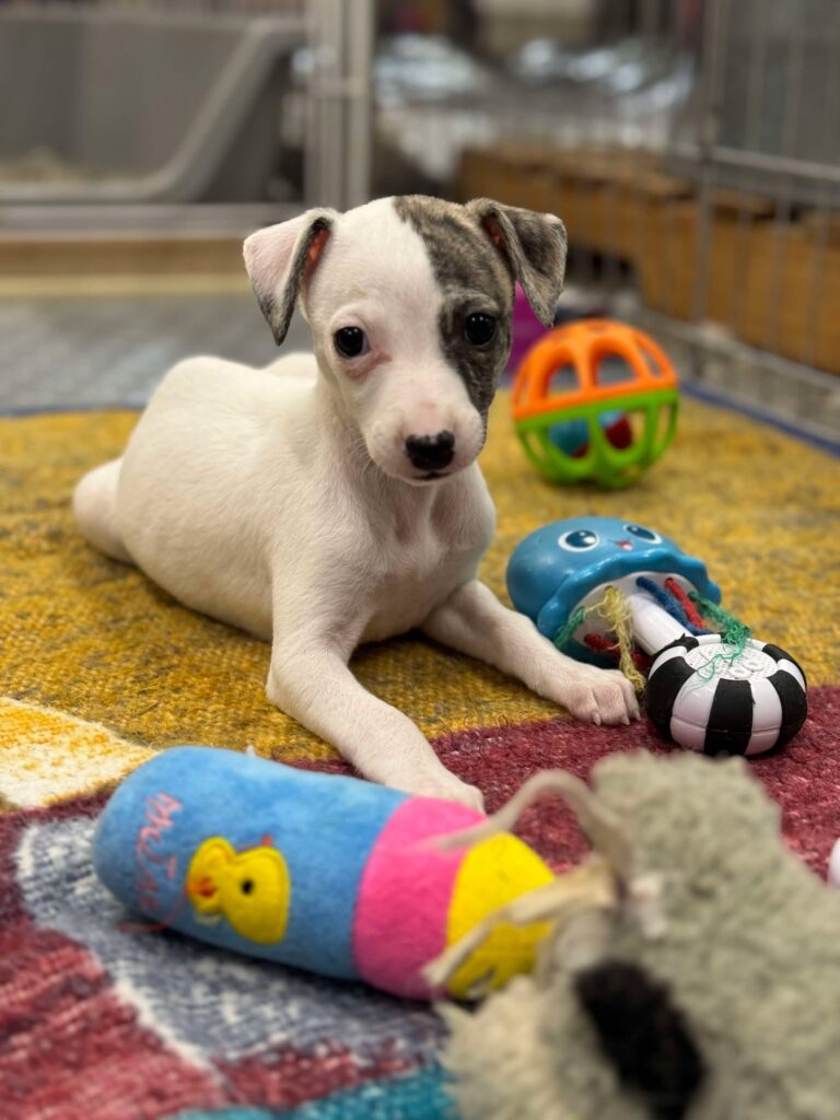 akc whippet puppies for sale