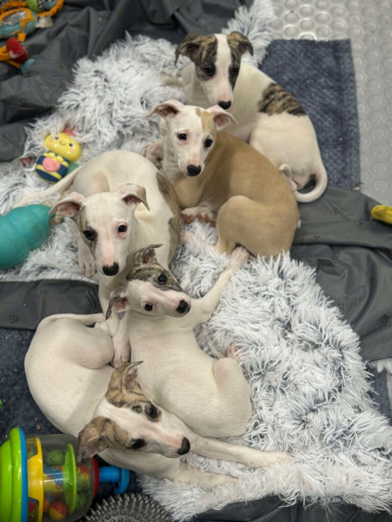 akc whippet puppies for sale