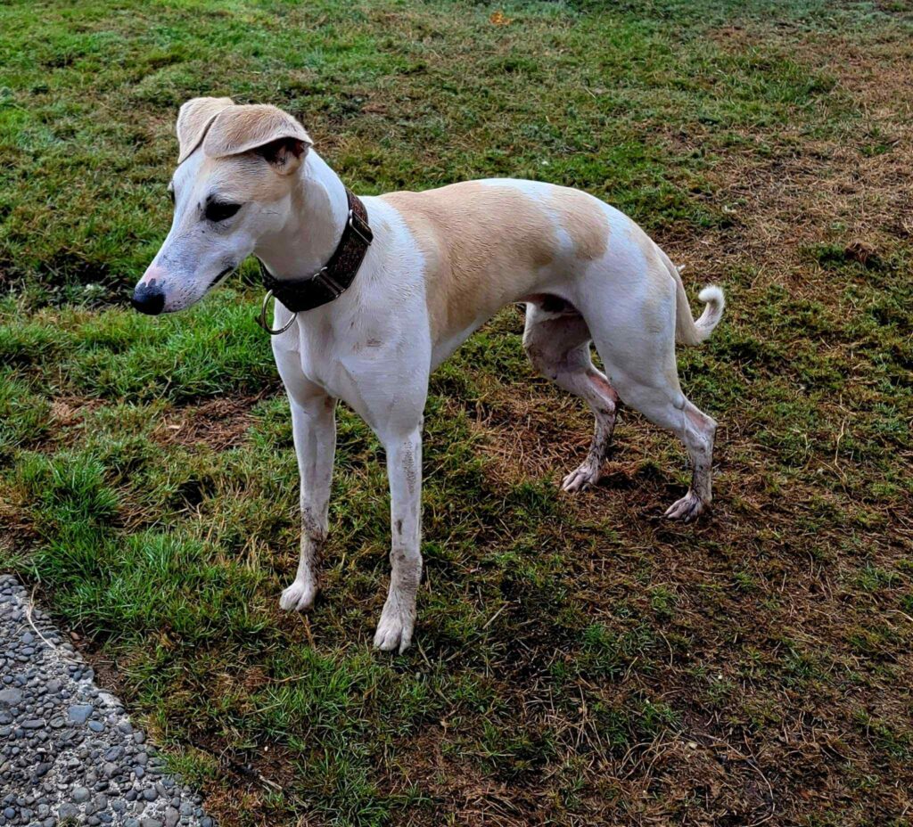best whippet breeder in the pacific north west