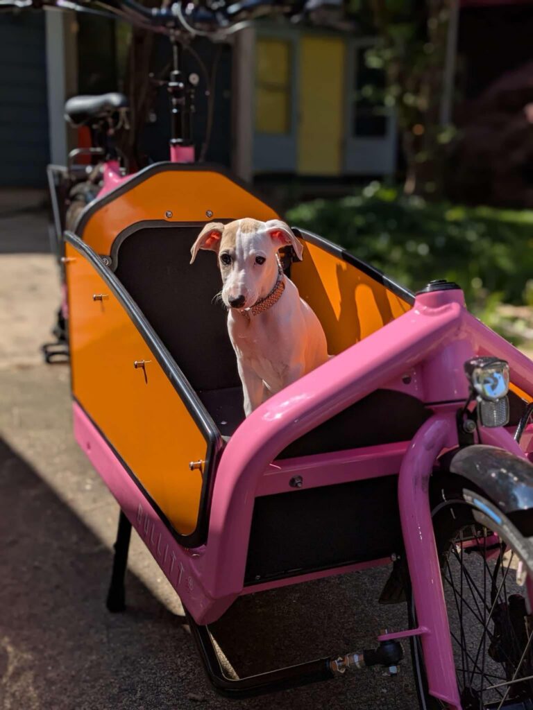 best whippet breeder in the pacific north west