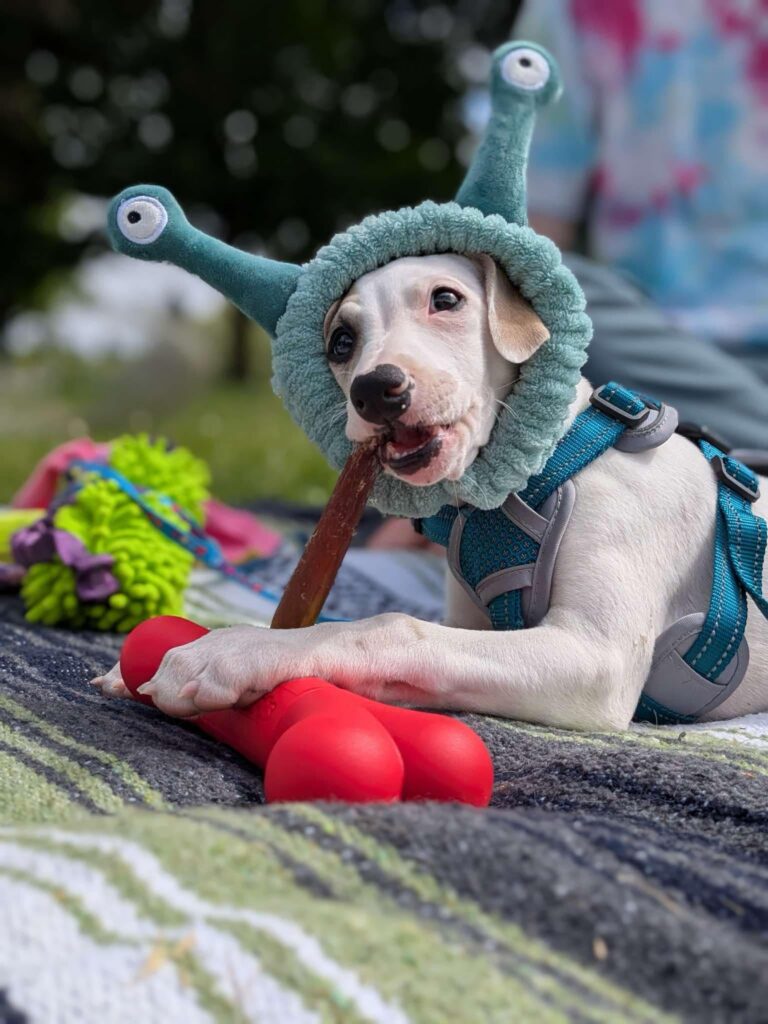 best whippet breeder in the pacific north west