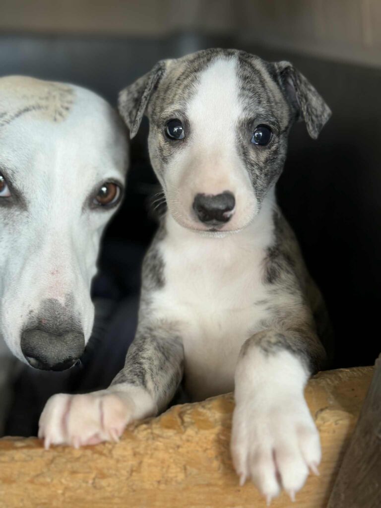whippets for sale in the PNW