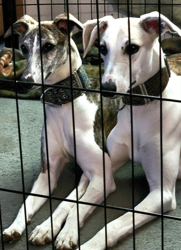 best whippet breeder in the pacific north west