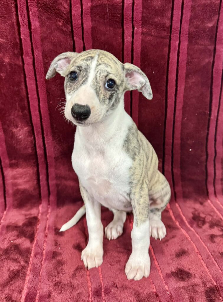 akc whippet puppies for sale