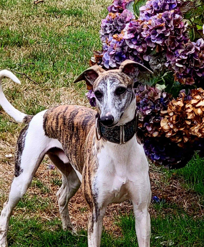 best whippet breeder in the pacific north west