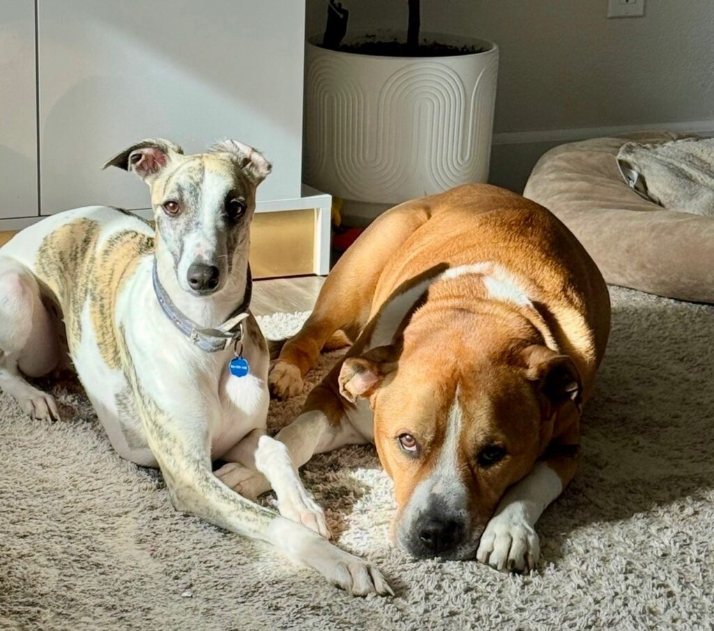best whippet breeder in the pacific north west